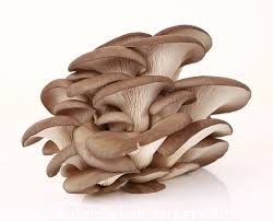 Cara memanen tanaman seledri adalah dengan. Cendawan Tiram Untuk Penanaman Rumah Dan Taman 3 Kg Pleurotus Ostreatus Garden Seeds Market Penghantaran Percuma