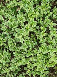 Image result for Asystasia vogeliana