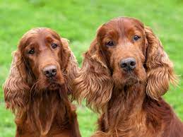 We did not find results for: Irish Setter Full Profile History And Care