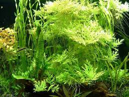 Water Wisteria Hygrophila Difformis Freshwater Aquarium Plants Planted Aquarium Aquatic Plants