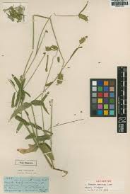 Image result for Actiniopteris pauciloba