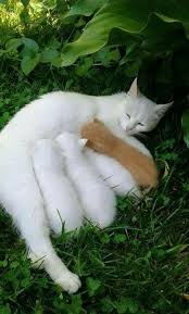 20 Photos Of Mama Cat And Her Kittens That Will Warm Even The Coldest Deadest Heart Sevimli Hayvan Yavrulari Komik Hayvan Evcil Hayvanlar