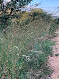 Image result for Hyperthelia dissoluta