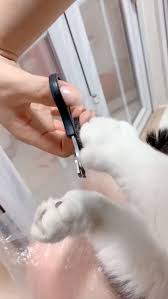 The First Time I Ve Seen A Cat That Doesn T Resist Clipping Nails Video Cute Baby Animals Cute Funny Animals Cute Animals