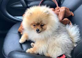 travel pomeranian spitz photography frenchstyle selfi mybabylove pom dog puppy puppies love cute happy instapom animals dog lovers puppies