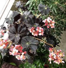 Pin On Begonias Y Peperonias