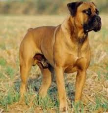 boerboel dog breeds large dog breeds african boerboel