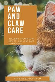 Long claws can grow into the toepad. How To Groom Cats Paw And Claw Care Life Cats Paws And Claws First Time Cat Owner Paw Care