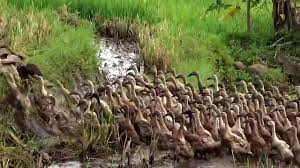 • sekiranya kemarau yang berpanjangan berlaku, perubahan dalam ekosistem seperti ini akan mengganggu keseimbangan antara populasi yang ada di sawah padi. Bebek Di Sawah Youtube