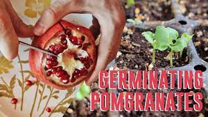 How To Start Pomegranates From Seed The Easy Way The Survival Gardener Growing Pomegranate From Seed Growing Fruit Trees Pomegranate Growing