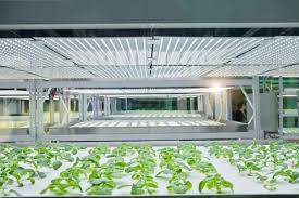Maybe you would like to learn more about one of these? Led Lighting Tech For Urban Farming Infineon Technologies