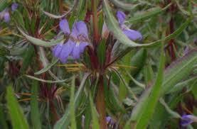 Image result for Hygrophila schulli