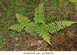 Image result for Thelypteridaceae