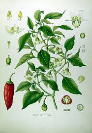 Die folge sind glanzloses, dünnes und strähniges haar. Paprika Biologie