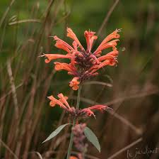 Nov 22, 2019 · deer proof annual flowers for the shade. Best Drought Tolerant Perennials Annuals That Are Deer Resistant Too Le Jardinet