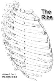 Pain under the ribs in this area can indicate an issue affecting one of these organs. The Ribs