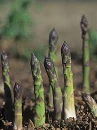 Photographic Print Young Asparagus Plants Growing Asparagus Officinalis By David Cavagnaro 24x18in Growing Asparagus Asparagus Plant Growing Tomatoes