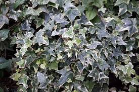アイビーの育て方のコツ 水やりや植え替え 増やし方 ゆるぷ