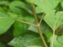 Image result for Orthosiphon thymiflorus