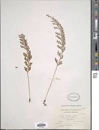 Image result for Asplenium theciferum