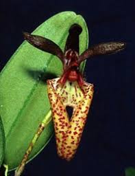 Image result for Bulbophyllum stolzii