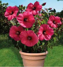 Hibiscus Moscheutos Planet Griotte Plante En Ligne Conseils de plantation, de culture et d'entretien pour cette l'hibiscus des marais attire tous les regards lorsque commence sa floraison toujours très. hibiscus moscheutos planet griotte plante en ligne