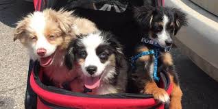 Puppyfinder.com is your source for finding an ideal australian shepherd puppy for sale in usa. Misty S Toy Aussies Toy Teacup Mini Australian Shepherds