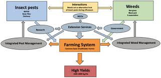 901 pest has over 50 years experience servicing commercial establishments in the west tennessee & north mississippi areas! Sustainability Free Full Text Farmers Knowledge Perceptions And Practices In Managing Weeds And Insect Pests Of Common Bean In Northern Tanzania Html