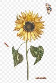 Download Premium Png Of Sunflower Png Sticker Vintage Botanical Hand Drawn Sunflower Illustration Sunflower Png Sunflower Drawing