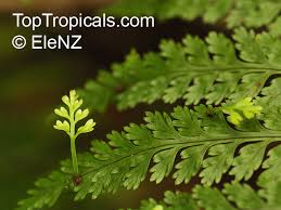 Image result for Asplenium barteri