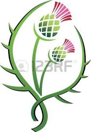 Thistle Illustration Floral Emblem Of Scotland Scottish Thistle Tattoo Scottish Thistle Thistle Flower
