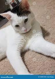 Flurty kitty stock image. Image of flurty, relaxing - 130341105