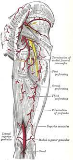This webpage presents the anatomical structures found on thigh mri. Inner Thigh Muscle Anatomy Anatomy Drawing Diagram