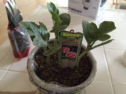 How do i plant watermelon seeds in my garden? How Far Do I Space Apart Watermelon Seedlings Gardening Landscaping Stack Exchange