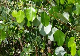 Image result for Ozoroa nitida