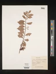 Image result for Grewia trichocarpa