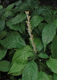 Image result for Hilleria latifolia