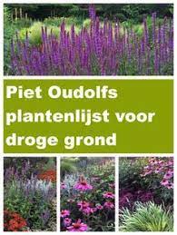 welke planten uit de lijst van piet oudolf doen het goed op droge grond droge tuin tuin struiken tuin