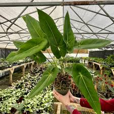 Image result for Vepris allenii