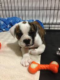 Dooley the english bulldog pup at 8 weeks old going for his afternoon. Our New Puppy Buster Valley Bulldog Puppy Forum And Dog Forums
