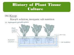 Maybe you would like to learn more about one of these? History Of Plant Tissue Culture Ppt Video Online Download