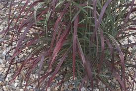 Image result for Rastrophyllum pinnatipartitum