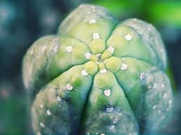 San Pedro Tout Ce Que Vous Devez Savoir Zamnesia