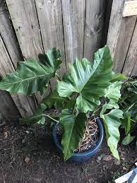 We did not find results for: Philodendrons Elephant Ears And Other Aroids Forum Help Philodendron Id Garden Org