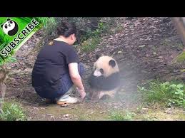 How Do Pandas Help Nannies In Their Jobs Ipanda Youtube Panda Bear Panda Cute Animals