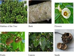 Image result for Thespesia