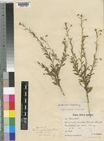 Image result for Hermannia quartiniana