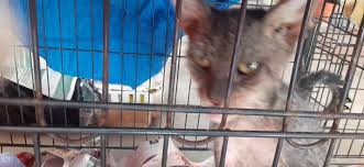 Brunilda Negron (@BrunildaNegron)