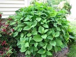 But not a lot of phosphorus (the fruiting and flowering nutrient) or calcium, a mineral that many plants crave, and whose lack helps explain that. Hydrangea Not Blooming Thriftyfun