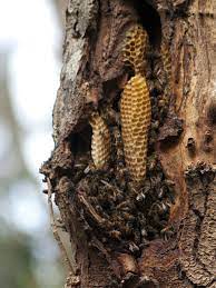 If you don't want to plant black locust, consider another robinia species native to your area. Bees In A Tree Trunk Lineage Tree Care